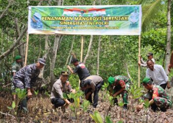 Cegah Abrasi di Bolsel, TNI-POLRI Bersinergi Menanam Mangrove