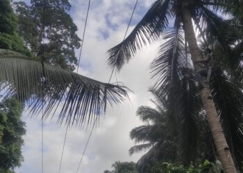 Akibat Daun Kelapa Milik Warga Aliran Listrik ke Kecamatan Pinolosian Bersatu Terganggu