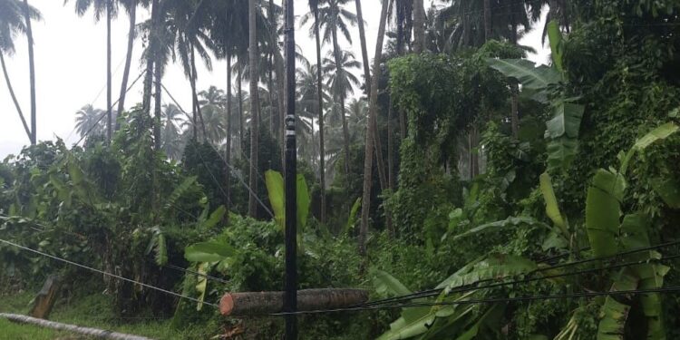 Kembali Terjadi Akibat Pohon Kelapa Roboh Kena Kabel, Suplai Listrik Ke 10 Desa Terganggu