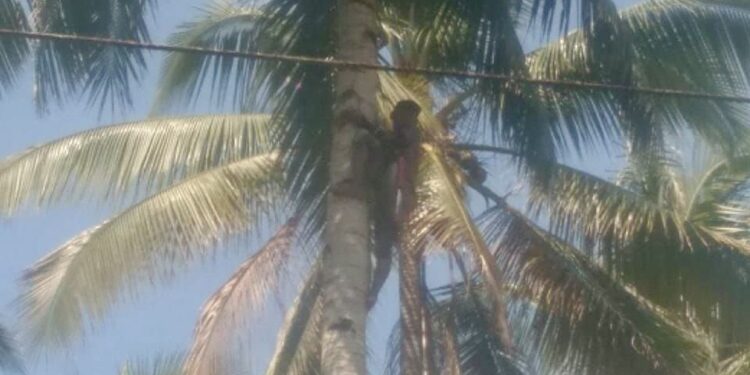 Akibat Daun Kelapa Suplai Listrik di Kecamatan Pinolosian Bersatu Harus Terputus