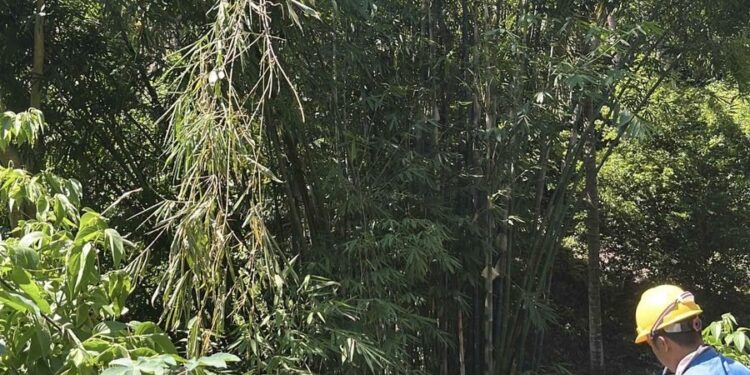 Akibat Warga Tebang Bambu dan Mengenai Kabel Listrik PLN, Suplai Listrik di Pinolosian Bersatu Terganggu