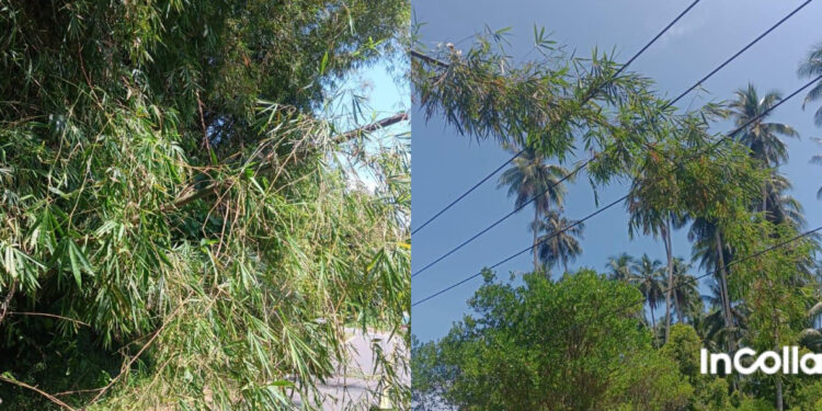 Akibat Warga Tebang Bambu dan Mengenai Kabel Listrik PLN, Suplai Listrik dari Bolaang Uki – Posigadan Terganggu