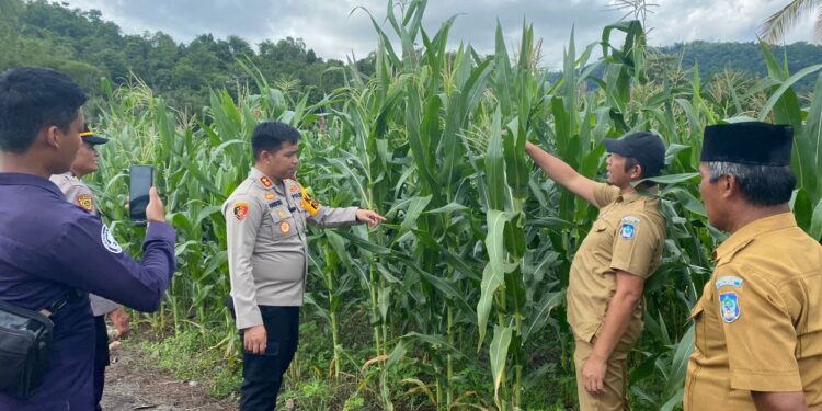 Dukung Program Ketahanan Pangan, Kapolres Tinjau Perkebunan Jagung