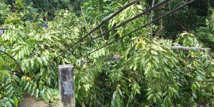 Hujan Disertai Angin di Bolsel Akibatkan Pohon Tumbang Sebabkan Listrik Terganggu