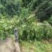 Hujan Disertai Angin di Bolsel Akibatkan Pohon Tumbang Sebabkan Listrik Terganggu