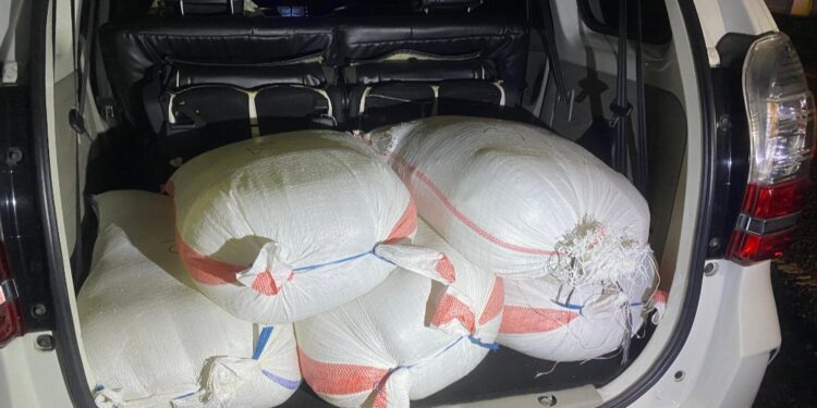 Ratusan Liter Miras Jenis Captikus Diamankan Satuan Resnarkoba Polres Bolmong