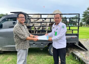 Manejer External PT.Kimong Lucky Makalalag Serahkan 2 Ekor Sapi Kurban Ke-Pemkab Bolmong
