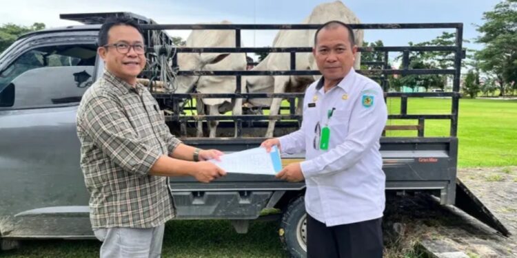 Manejer External PT.Kimong Lucky Makalalag Serahkan 2 Ekor Sapi Kurban Ke-Pemkab Bolmong