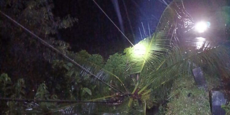 Pohon Kelapa Roboh Timpa Kabel PLN, Listrik di Sejumlah Wilayah Bolsel Padam