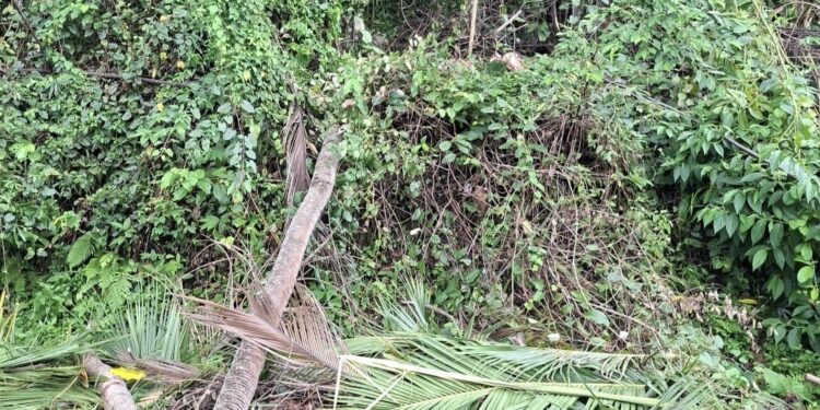 Hujan Disertai Angin di Bolsel Akibatkan Pohon Tumbang Sebabkan Listrik Terganggu