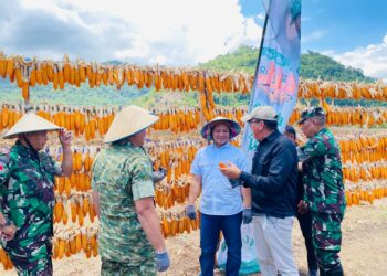 Komitmen Jalankan  Program Strategi Ketahanan Pangan,Wabup Dony Lumenta Buka Kegiatan Panen Raya Jagung