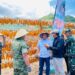 Komitmen Jalankan  Program Strategi Ketahanan Pangan,Wabup Dony Lumenta Buka Kegiatan Panen Raya Jagung
