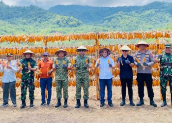 Di Hadiri Wabup Dony Lumenta PT.Harapan Agri Teknologi Indonesia Perdana Panen Raya Jagung 75 Hektar Dukung Ketahanan Pangan