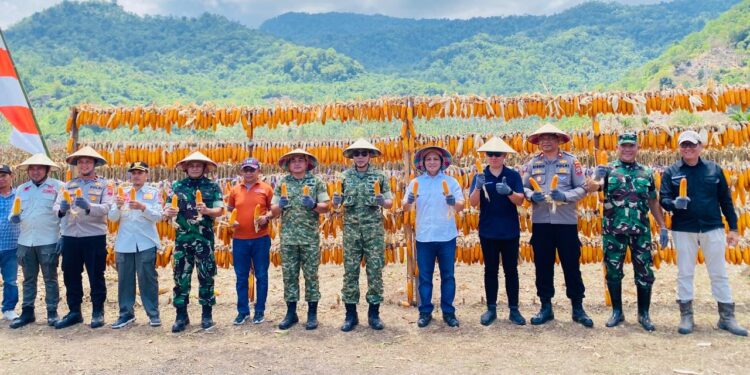 Di Hadiri Wabup Dony Lumenta PT.Harapan Agri Teknologi Indonesia Perdana Panen Raya Jagung 75 Hektar Dukung Ketahanan Pangan