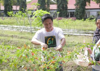 Panen Cabai di RSUD Kotamobagu, Bukti Inovasi Dukung Pengendalian Inflasi Daerah