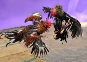 Sabung Ayam Ilegal Di Kotamobagu Kian Marak, Aparat Diminta Segera Bertindak