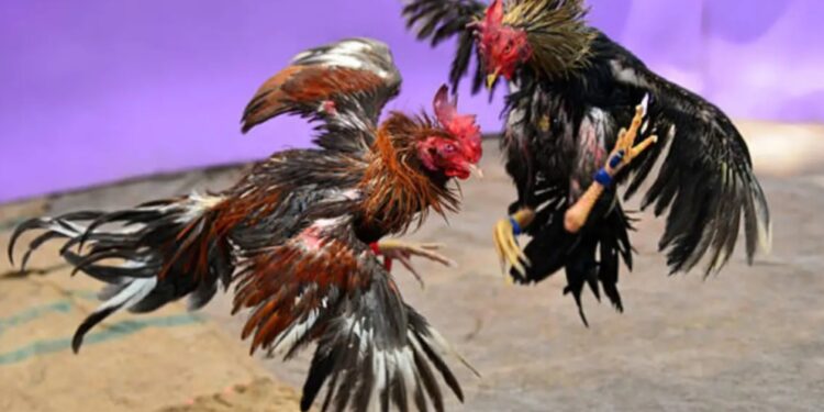 Sabung Ayam Ilegal Di Kotamobagu Kian Marak, Aparat Diminta Segera Bertindak
