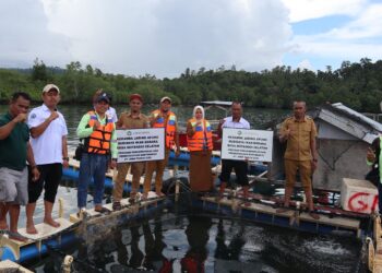 Budidaya Ikan Bobara di Motandoi Selatan Tumbuhkan Harapan Baru Ekonomi Masyarakat Pesisir