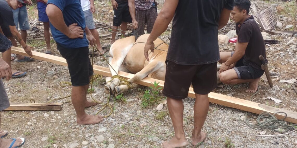 PT Hartaka Daya Nusantara Serahkan Dua Sapi Kurban untuk Warga Desa Pidung