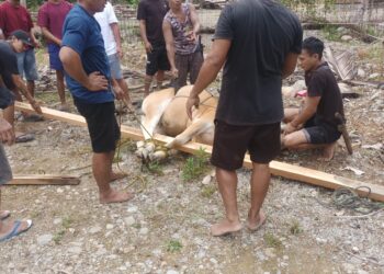 PT Hartaka Daya Nusantara Serahkan Dua Sapi Kurban untuk Warga Desa Pidung