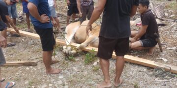 PT Hartaka Daya Nusantara Serahkan Dua Sapi Kurban untuk Warga Desa Pidung