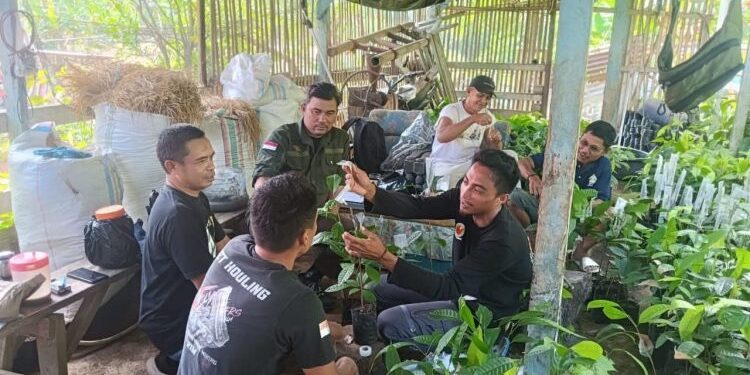 Kelas Belajar Petani Kakao Kotamobagu Utara Perdana Digelar, Bahas Teknik Sambung Pucuk